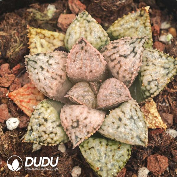 Haworthia Four Leaf Story - Image 1