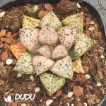 Haworthia Four Leaf Story - Image 2