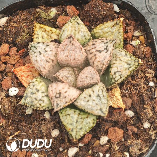 Haworthia Four Leaf Story - Image 2