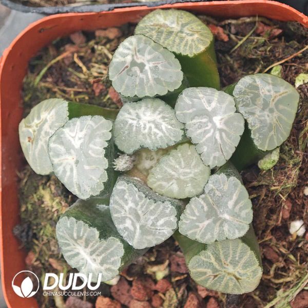 Haworthia truncata - Image 1