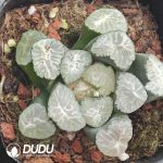 Haworthia truncata - Image 2