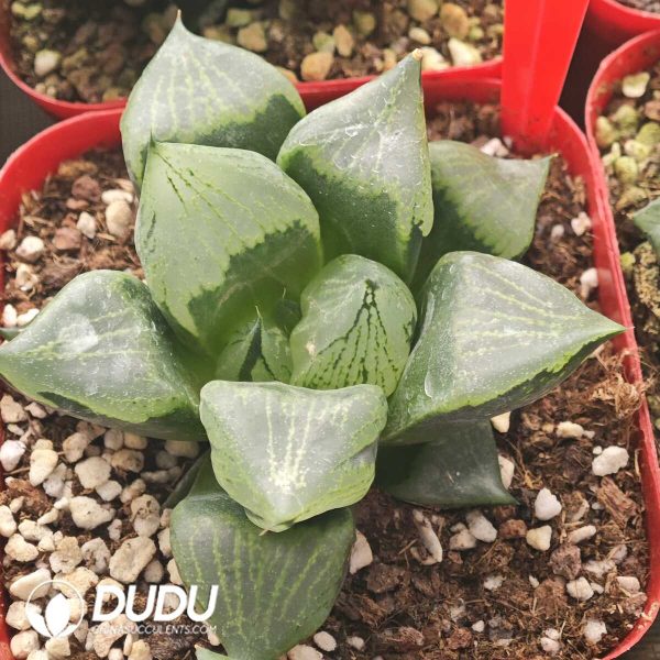 Haworthia Big Ura Hannya - Image 1