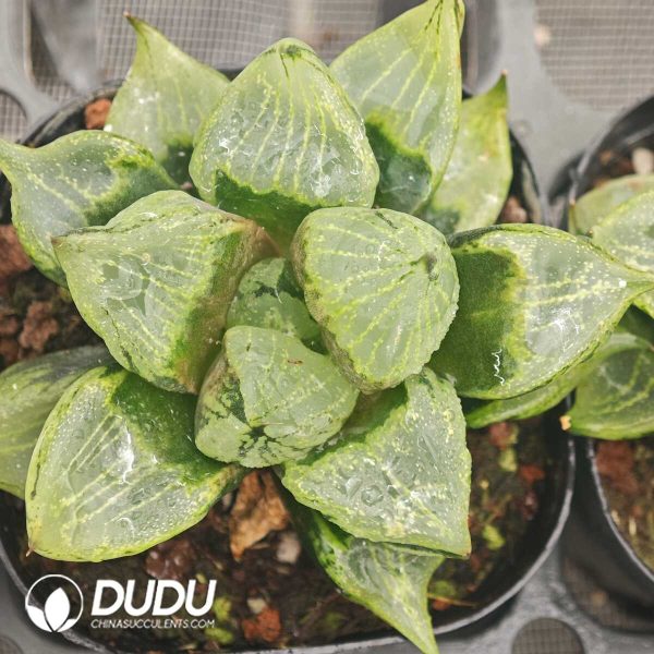 Haworthia Ura Hannya - Image 1