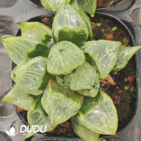 Haworthia Ura Hannya - Image 2