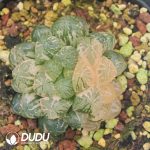 Haworthia Cooperi Plastic Skin Variegated