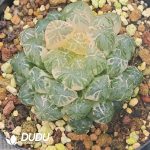 Haworthia Cooperi Plastic Skin Variegated - Image 2
