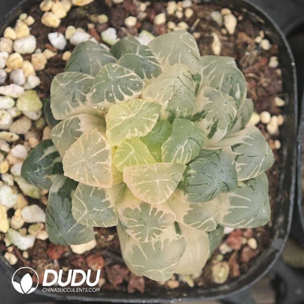 1756129928-1750041989-e201.jpg Haworthia Kanto Purple Variegated - Image 1