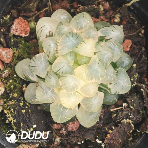 Haworthia cooperi var. truncata variegated - Image 1