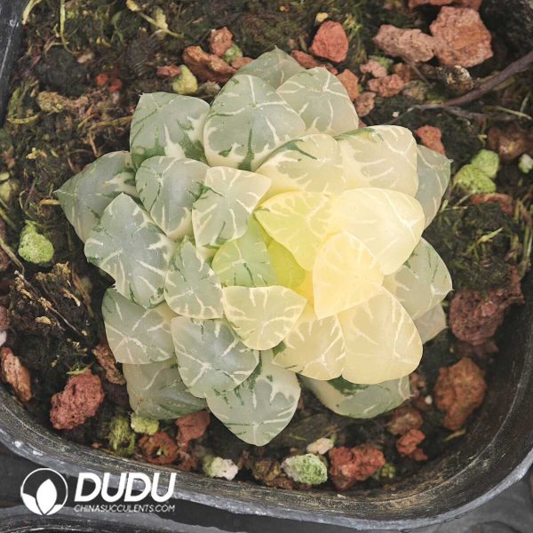 Haworthia cooperi var. truncata variegated - Image 2