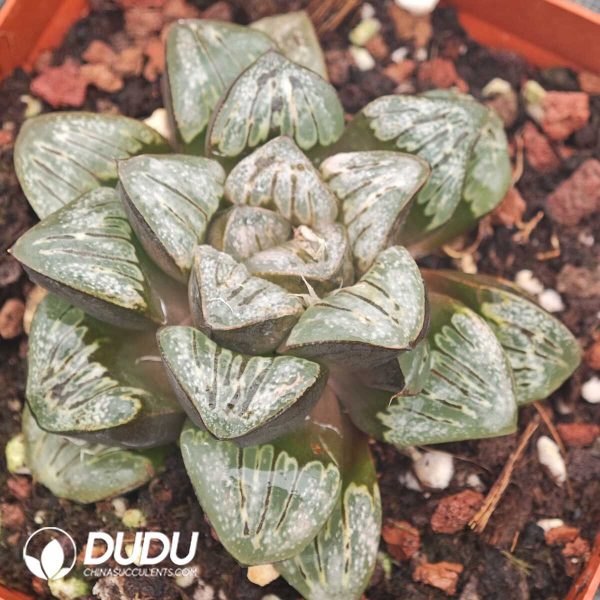 Haworthia Silver Turtle Da - Image 1
