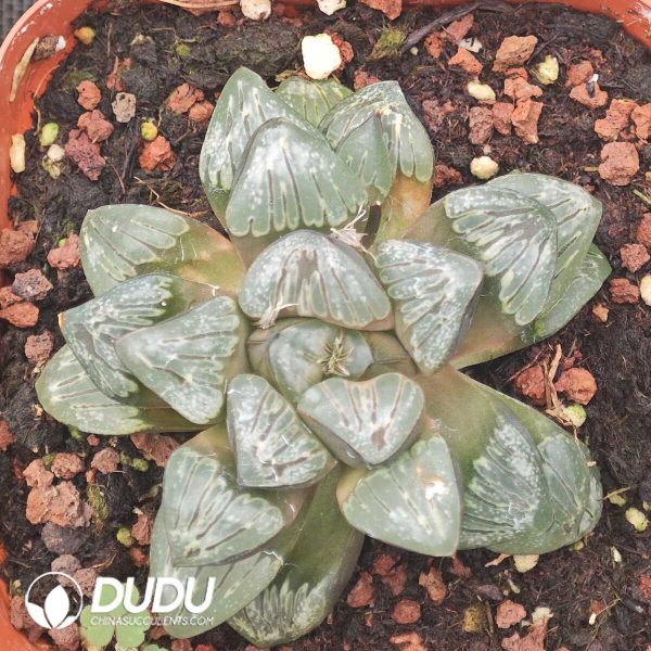 Haworthia Silver Turtle Da - Image 2