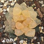 Haworthia Tian Huang
