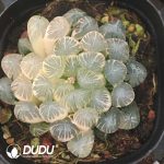 Haworthia Shake loose Variegated