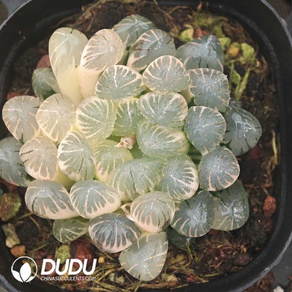 Haworthia Shake loose Variegated - Image 1