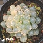 Haworthia Shake loose Variegated - Image 2