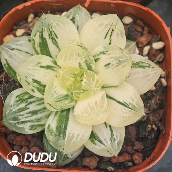 Haworthia Red Mansion - Image 1