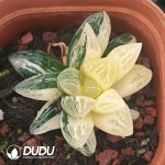 Haworthia Hairy crab Variegated