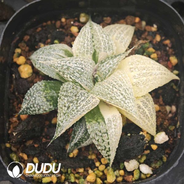 Haworthia Andromeda Variegated - Image 1