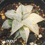 Haworthia Andromeda Variegated - Image 2