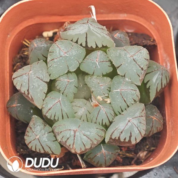 Haworthia Crystal Gyokuro - Image 1