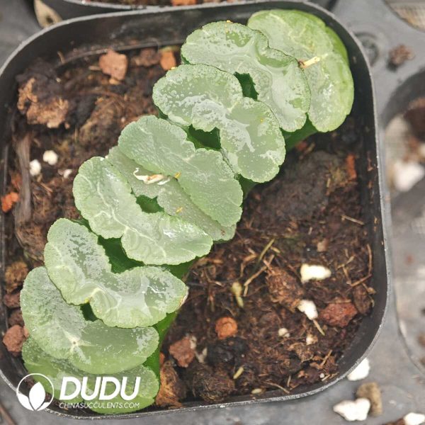 1756129959-1750042078-e201.jpg Haworthia Glutinous window jade fan - Image 1