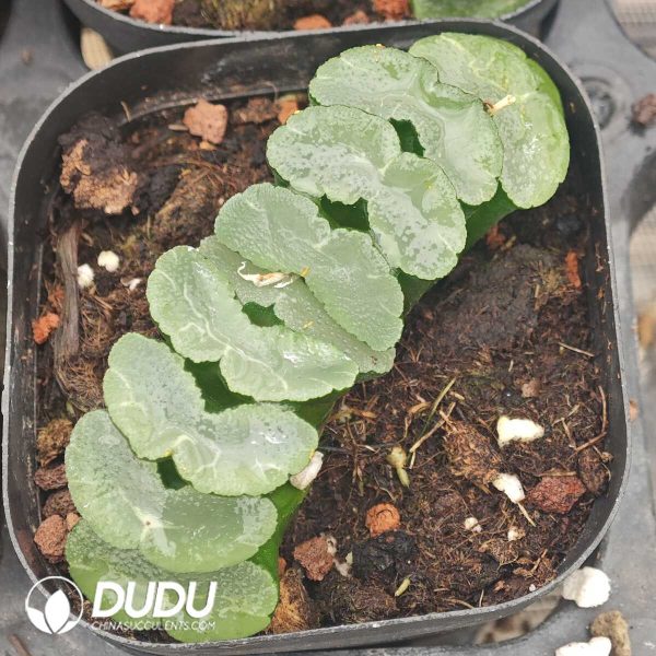 Haworthia Glutinous window jade fan - Image 2