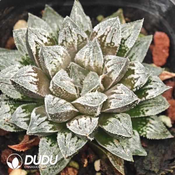 1756129962-1750042582-e.jpg Haworthia Feeling Star - Image 1