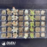 DUDU Crassula Collection