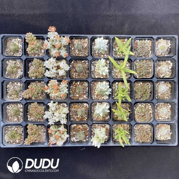 DUDU Crassula Collection - Image 1