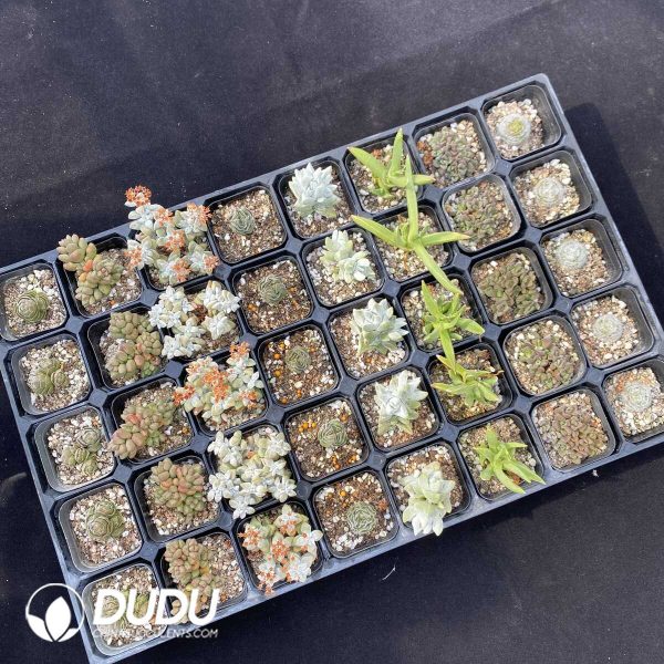 DUDU Crassula Collection - Image 2