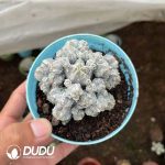 Astrophytum Myriostigma var. Columnare Grafted