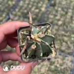 Boutique Astrophytum capricorne crassispinum