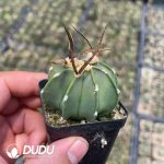 Boutique Astrophytum capricorne crassispinum - Image 2