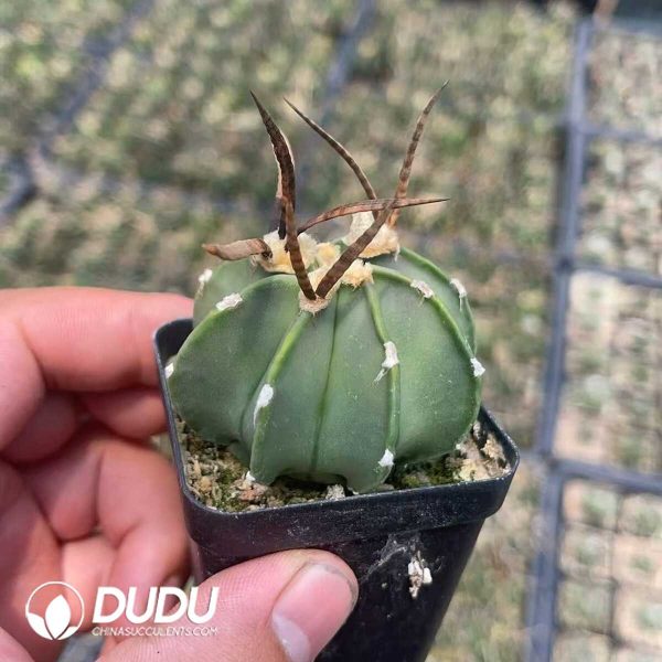 Boutique Astrophytum capricorne crassispinum - Image 2