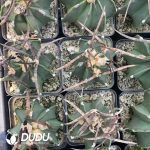 Boutique Astrophytum capricorne crassispinum - Image 3