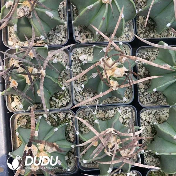 Boutique Astrophytum capricorne crassispinum - Image 3