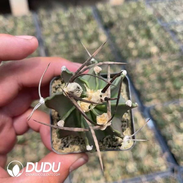 Normal Astrophytum capricorne crassispinum - Image 1