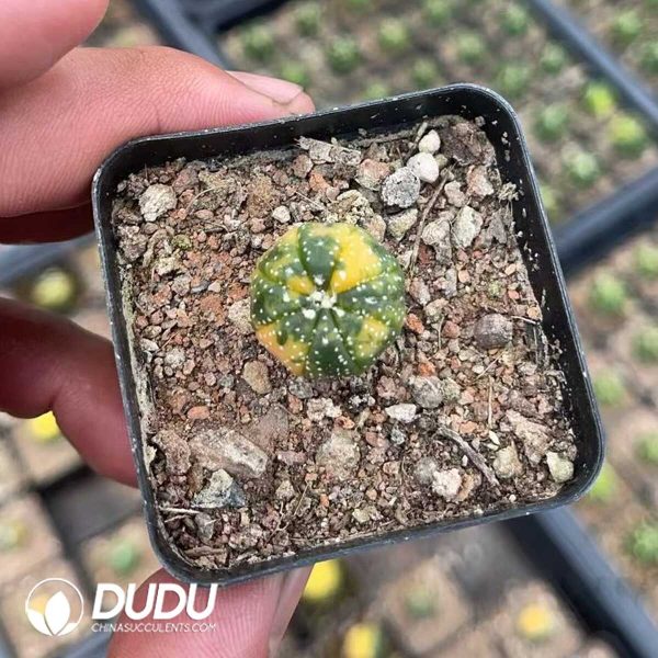 1756130089-1750320179-e201.jpg Astrophytum myriostigma Variegated - Image 1