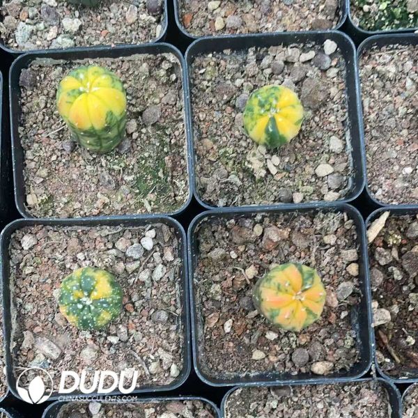 1756130092-1750320185-e203.jpg Astrophytum myriostigma Variegated - Image 3