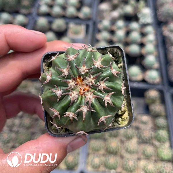 Discocactus Cat's Paw - Image 1