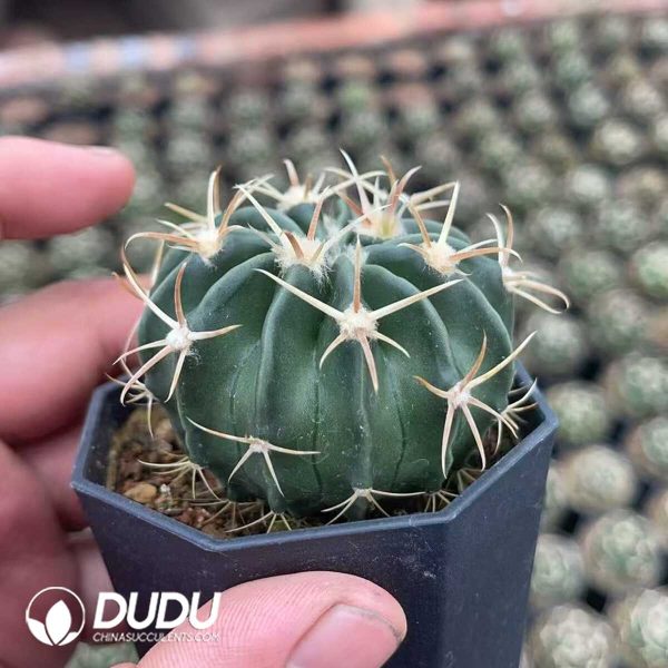 1756130103-1750320215-e202.jpg Echinocactus texensis f. - Image 2