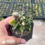 (Seed Grown)Astrophytum capricorne var. crassispinum