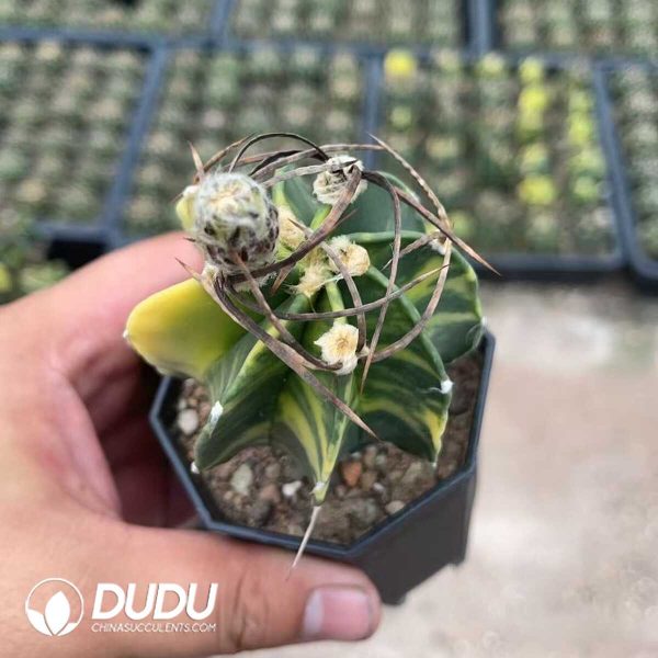 (Seed Grown)Astrophytum capricorne var. crassispinum - Image 1