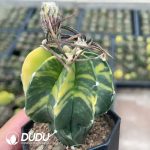 (Seed Grown)Astrophytum capricorne var. crassispinum - Image 2