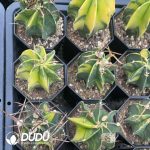 (Seed Grown)Astrophytum capricorne var. crassispinum - Image 3