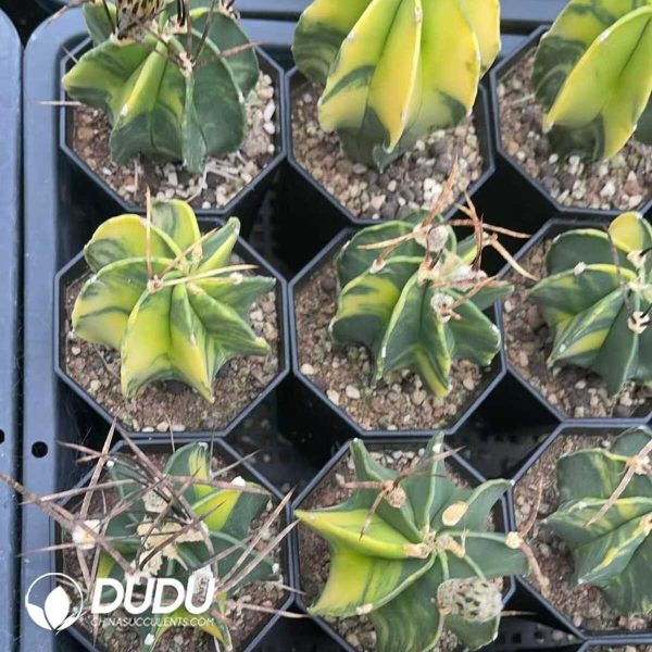 (Seed Grown)Astrophytum capricorne var. crassispinum - Image 3