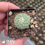 Strombocactus disciformis