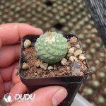 Strombocactus disciformis - Image 2