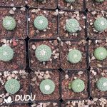 Strombocactus disciformis - Image 3