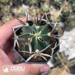 Boutique Astrophytum capricorne crassispinum